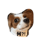 キャミーU^ェ^U（個別スタンプ：15）