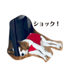 キャミーU^ェ^U（個別スタンプ：16）