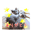 ねこで会話スタンプ（個別スタンプ：1）