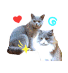 ねこで会話スタンプ（個別スタンプ：5）