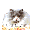 ねこで会話スタンプ（個別スタンプ：10）