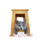 ねこで会話スタンプ（個別スタンプ：11）