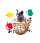 ねこで会話スタンプ（個別スタンプ：12）
