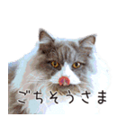 ねこで会話スタンプ（個別スタンプ：15）