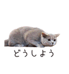 ねこで会話スタンプ（個別スタンプ：19）