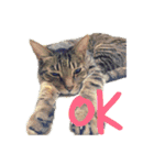 わたしのかわいい猫たち（個別スタンプ：1）