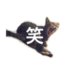 わたしのかわいい猫たち（個別スタンプ：3）
