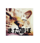 わたしのかわいい猫たち（個別スタンプ：4）
