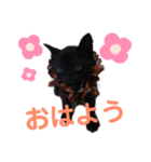 わたしのかわいい猫たち（個別スタンプ：6）