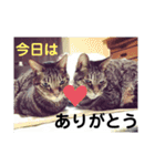 わたしのかわいい猫たち（個別スタンプ：7）