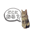 わたしのかわいい猫たち（個別スタンプ：8）