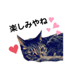 わたしのかわいい猫たち（個別スタンプ：9）