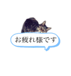 わたしのかわいい猫たち（個別スタンプ：10）