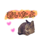 わたしのかわいい猫たち（個別スタンプ：12）