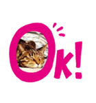 わたしのかわいい猫たち（個別スタンプ：15）