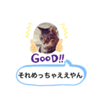 わたしのかわいい猫たち（個別スタンプ：16）