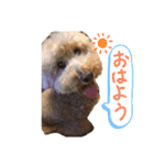 トイプードルの挨拶（個別スタンプ：1）