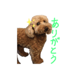トイプードルの挨拶（個別スタンプ：3）