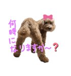 トイプードルの挨拶（個別スタンプ：6）