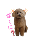 トイプードルの挨拶（個別スタンプ：7）