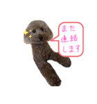 トイプードルの挨拶（個別スタンプ：9）