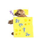 トイプードルの挨拶（個別スタンプ：13）