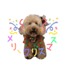 トイプードルの挨拶（個別スタンプ：15）