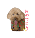 トイプードルの挨拶（個別スタンプ：16）