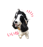 すてらとのえる1（個別スタンプ：5）