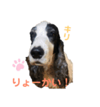 すてらとのえる1（個別スタンプ：10）