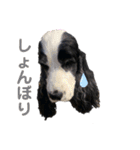 すてらとのえる1（個別スタンプ：19）