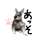 犬のいる日常（個別スタンプ：3）