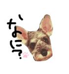 犬のいる日常（個別スタンプ：4）