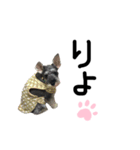 犬のいる日常（個別スタンプ：6）
