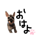 犬のいる日常（個別スタンプ：7）