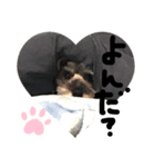 犬のいる日常（個別スタンプ：10）