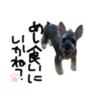 犬のいる日常（個別スタンプ：11）