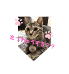 やしゃまるとJILL（個別スタンプ：3）