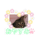 やしゃまるとJILL（個別スタンプ：7）