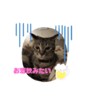 やしゃまるとJILL（個別スタンプ：9）