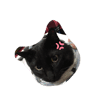 くま猫オス猫（個別スタンプ：1）