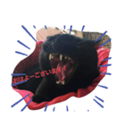 くま猫オス猫（個別スタンプ：3）