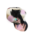 くま猫オス猫（個別スタンプ：9）