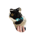 くま猫オス猫（個別スタンプ：11）