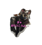 くま猫オス猫（個別スタンプ：16）