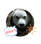カイくんの日々②（個別スタンプ：1）
