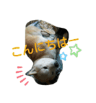 カイくんの日々②（個別スタンプ：2）