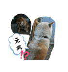 カイくんの日々②（個別スタンプ：6）