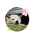カイくんの日々②（個別スタンプ：7）