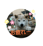 カイくんの日々②（個別スタンプ：8）